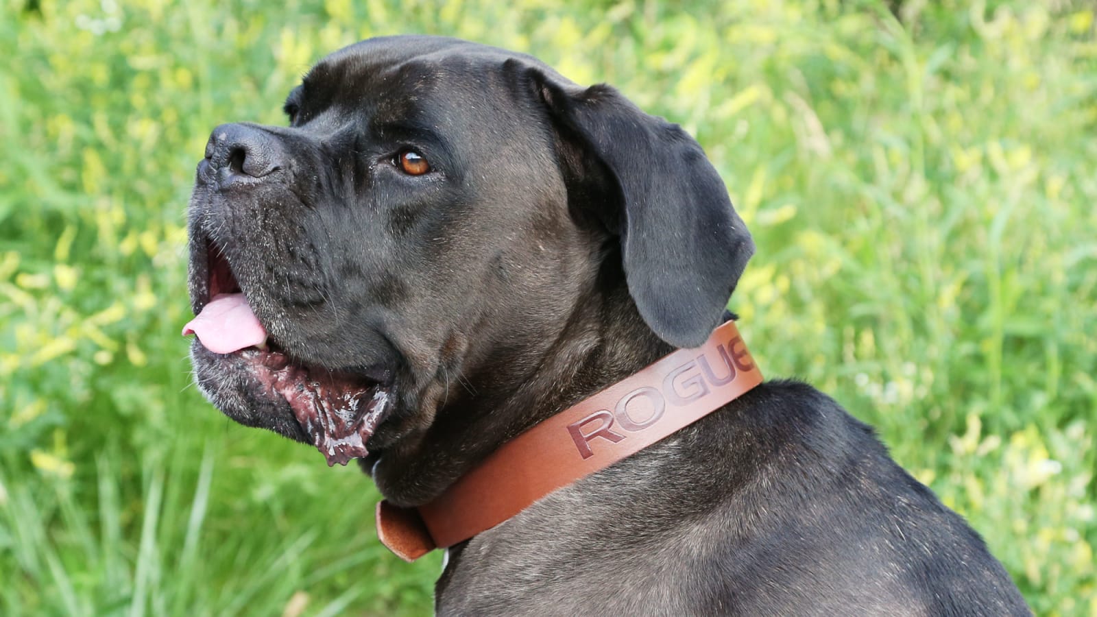 Leather baseball shop dog collar